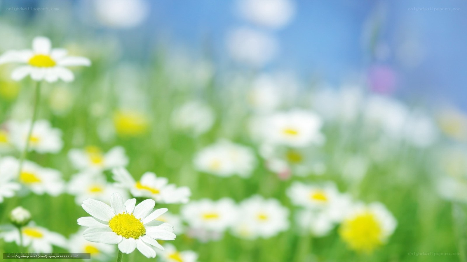 Daisies in a sunny field