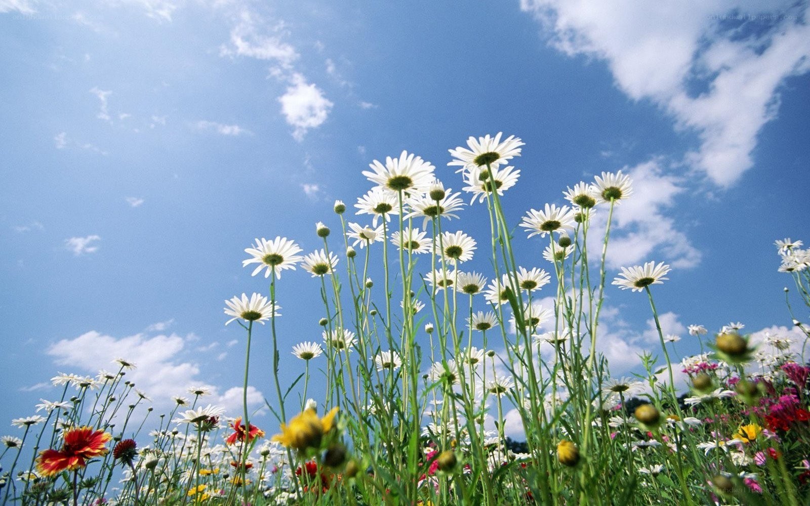 Daisies in a sunny field