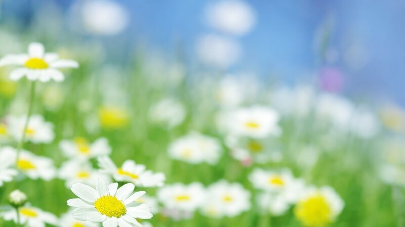 Daisies in a sunny field