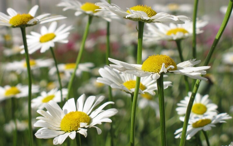 Daisies in a sunny field