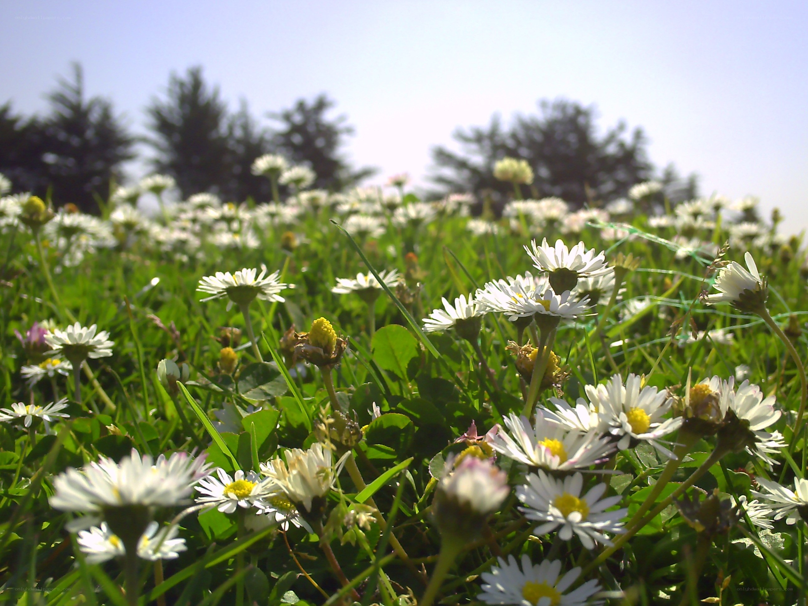 Daisies in a sunny field