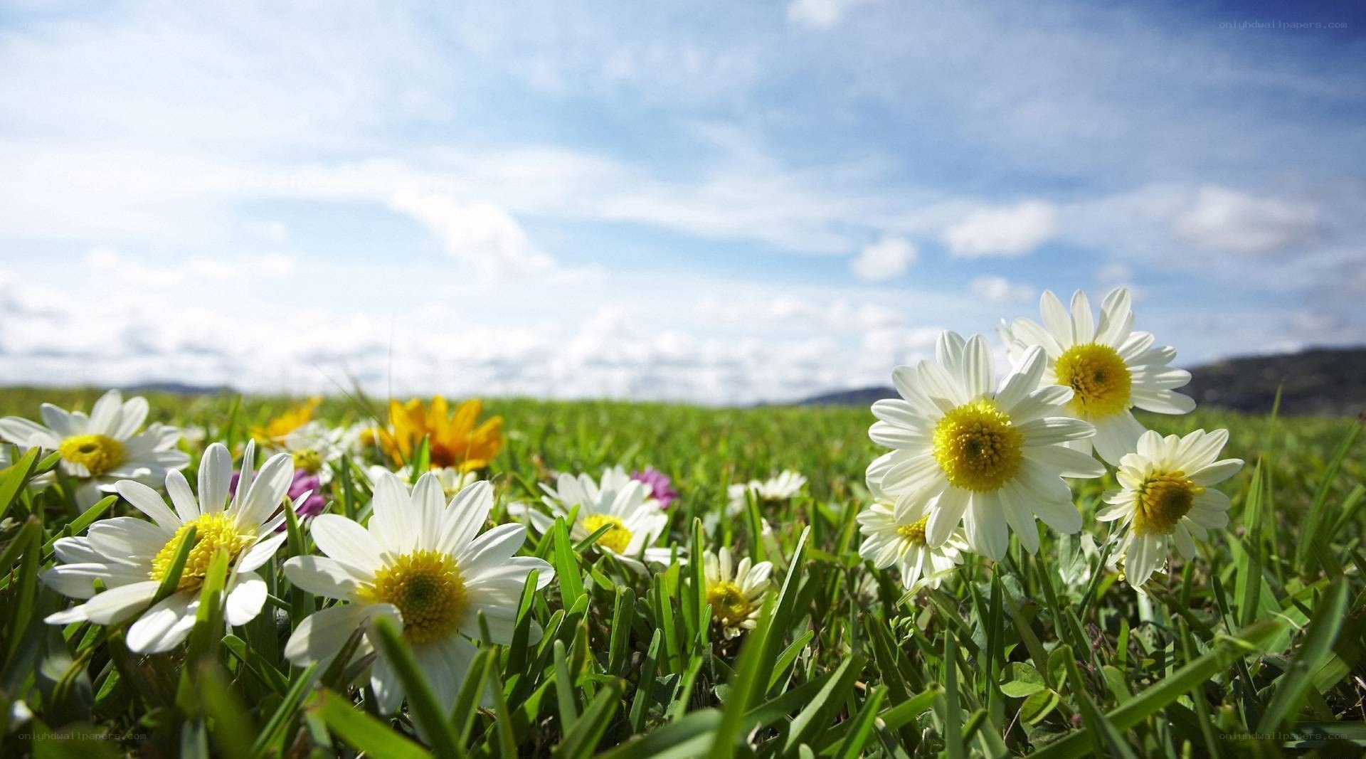 daisies in a sunny field