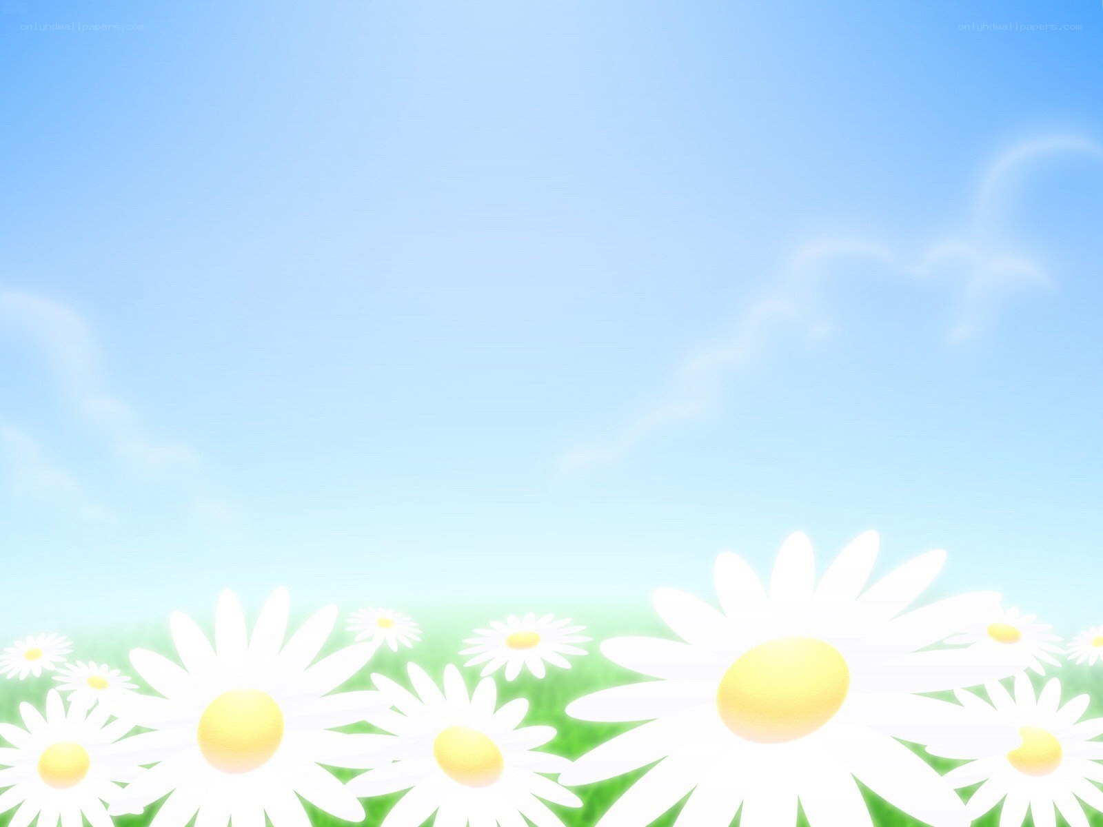 daisies in a sunny field