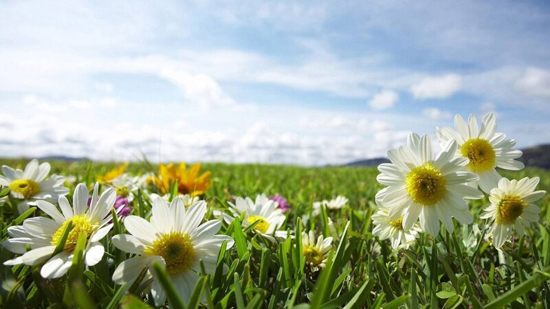 daisies in a sunny field