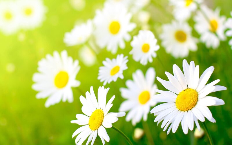 daisies in a sunny field