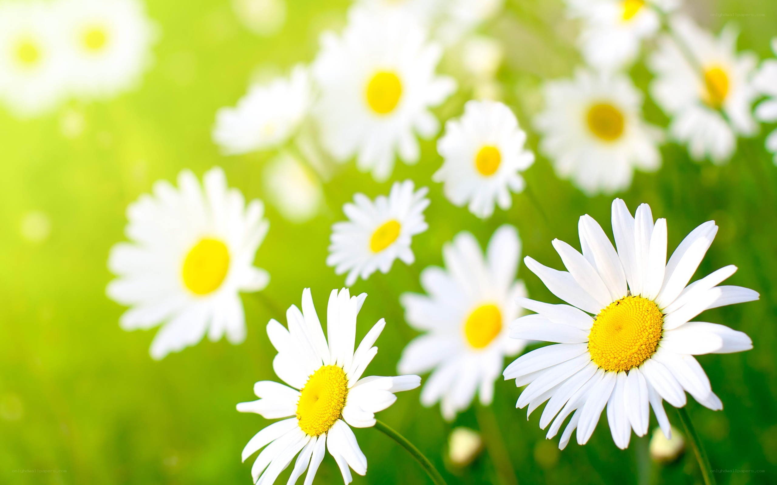 daisies in a sunny field