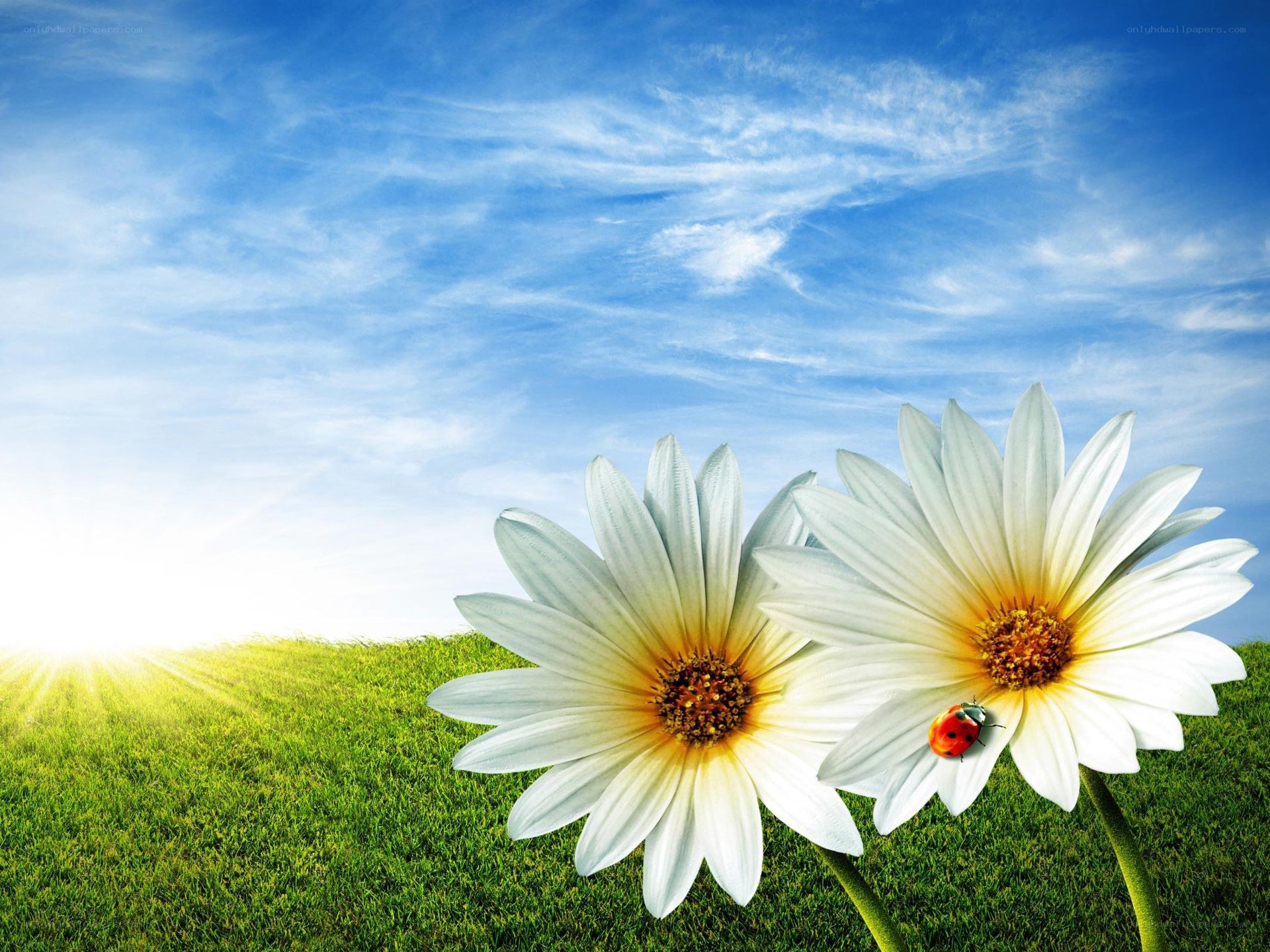 Daisies in a sunny field