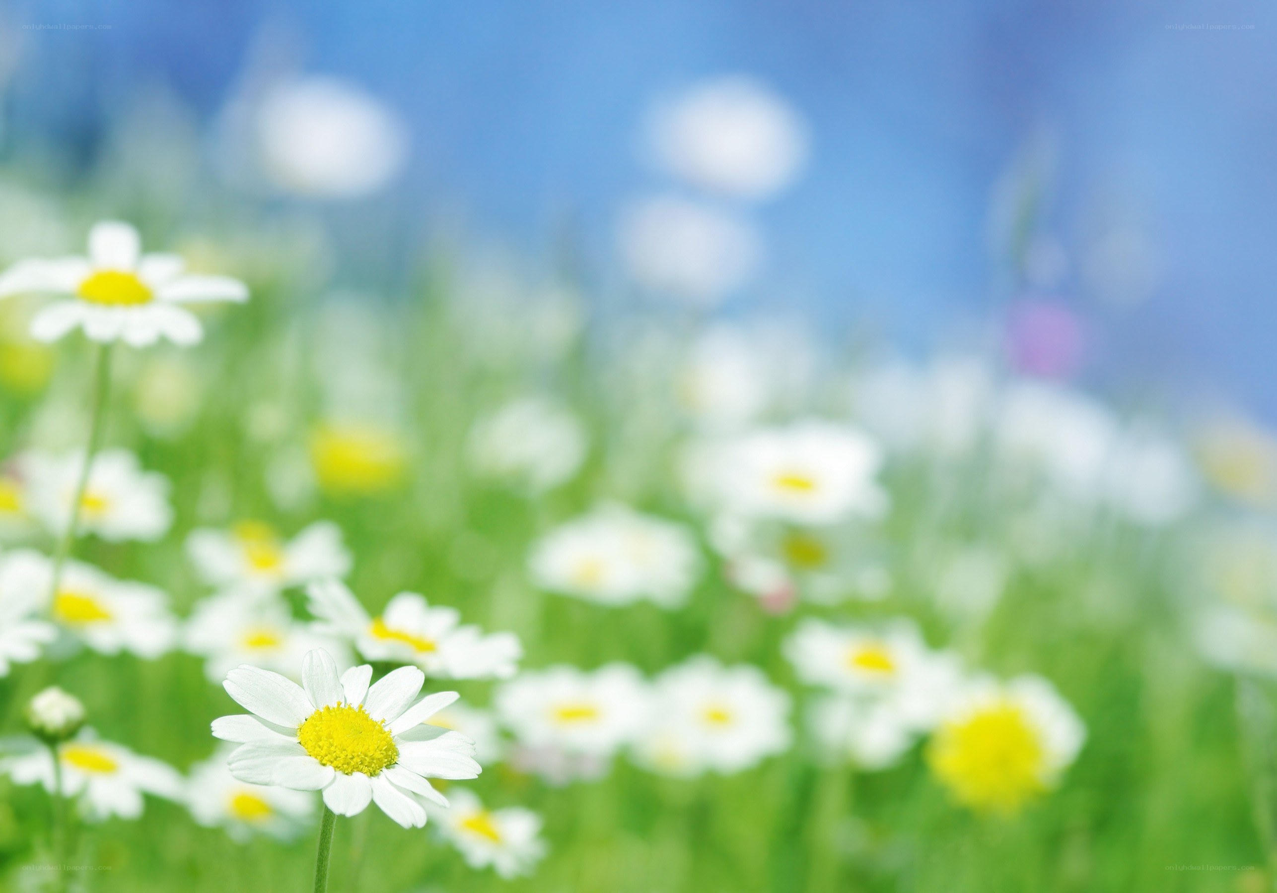 Daisies in a sunny field