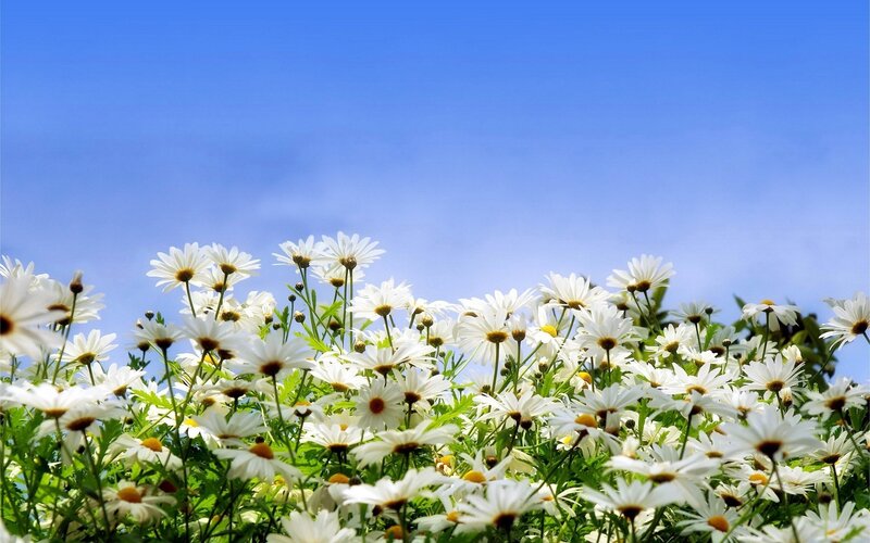 Daisies in a sunny field