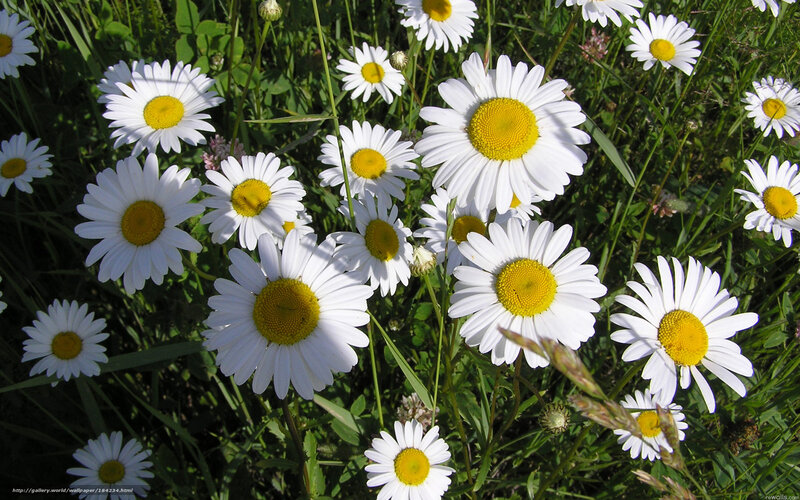 Daisies in a sunny field