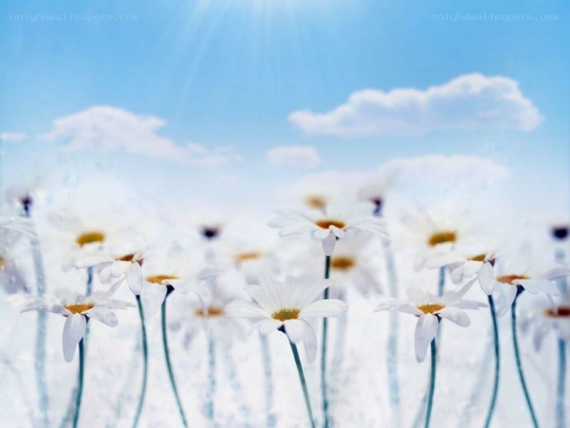 Daisies in a sunny field
