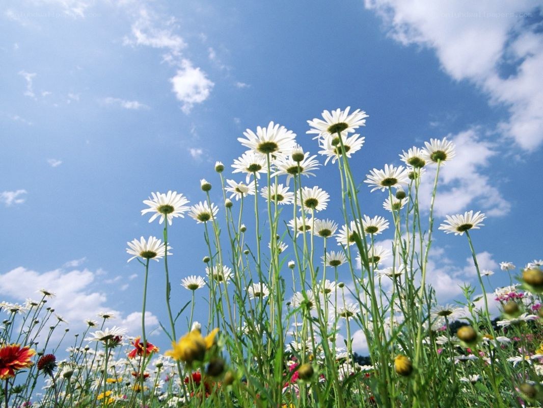 Daisies in a sunny field