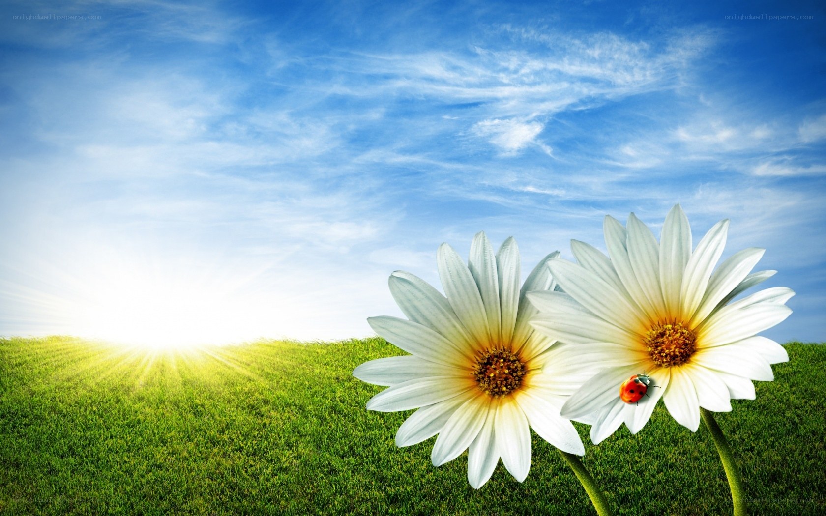 Daisies in a sunny field