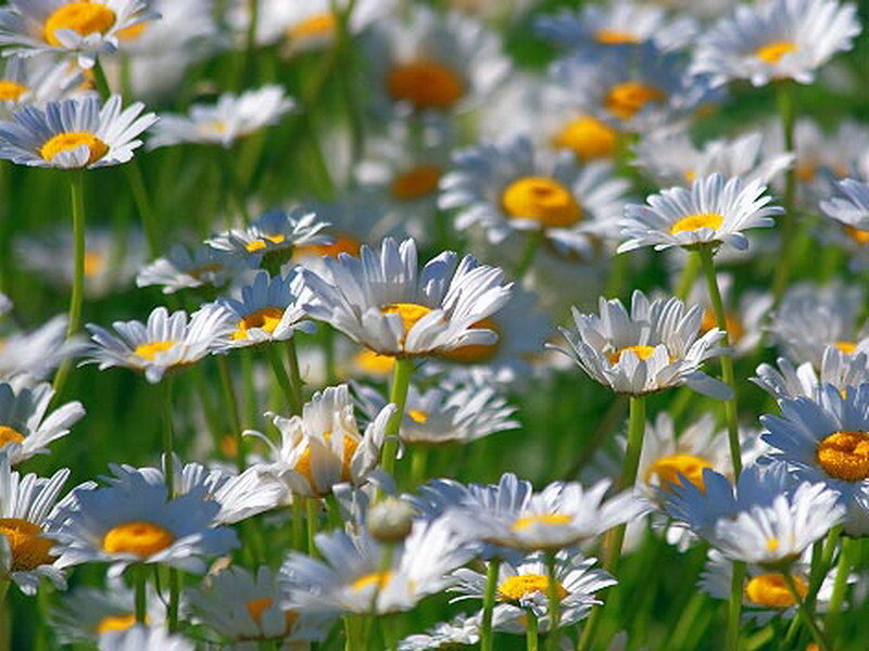 daisies in a sunny field