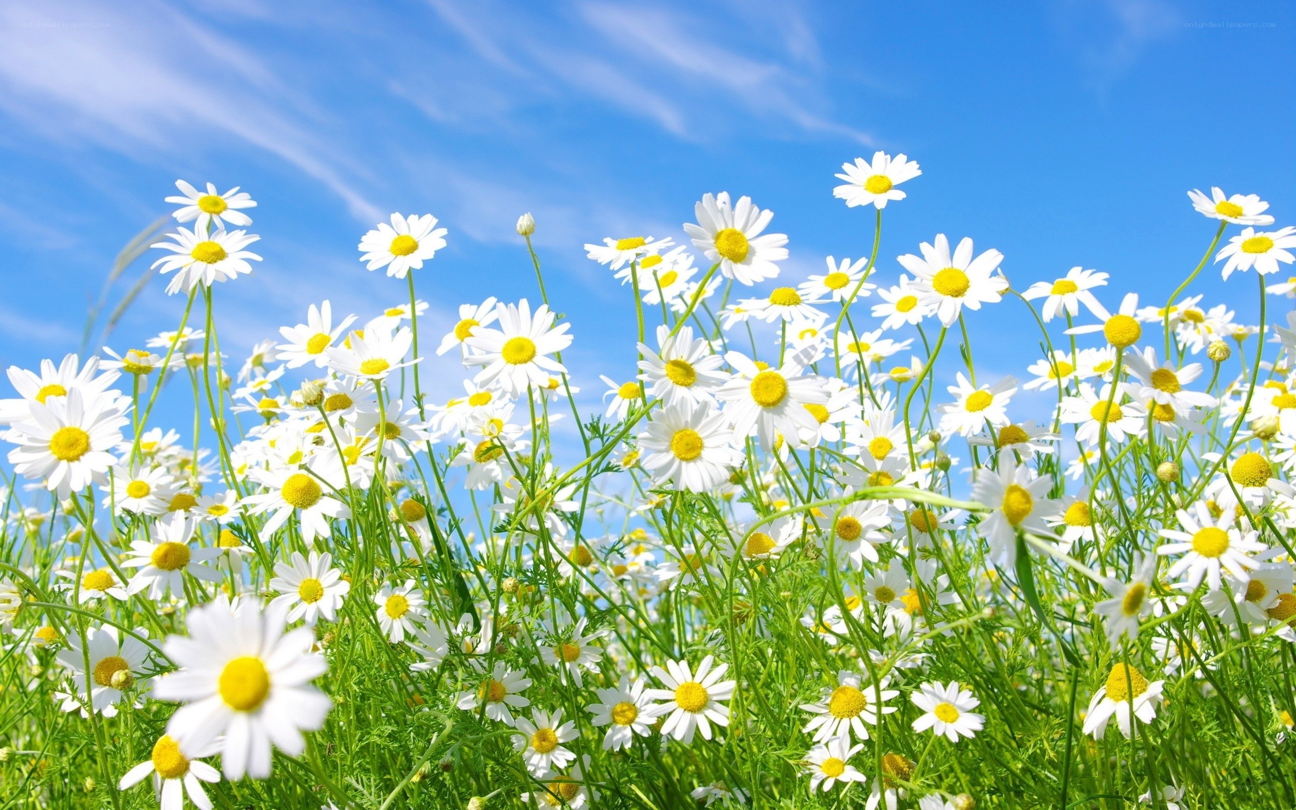 Daisies in a sunny field