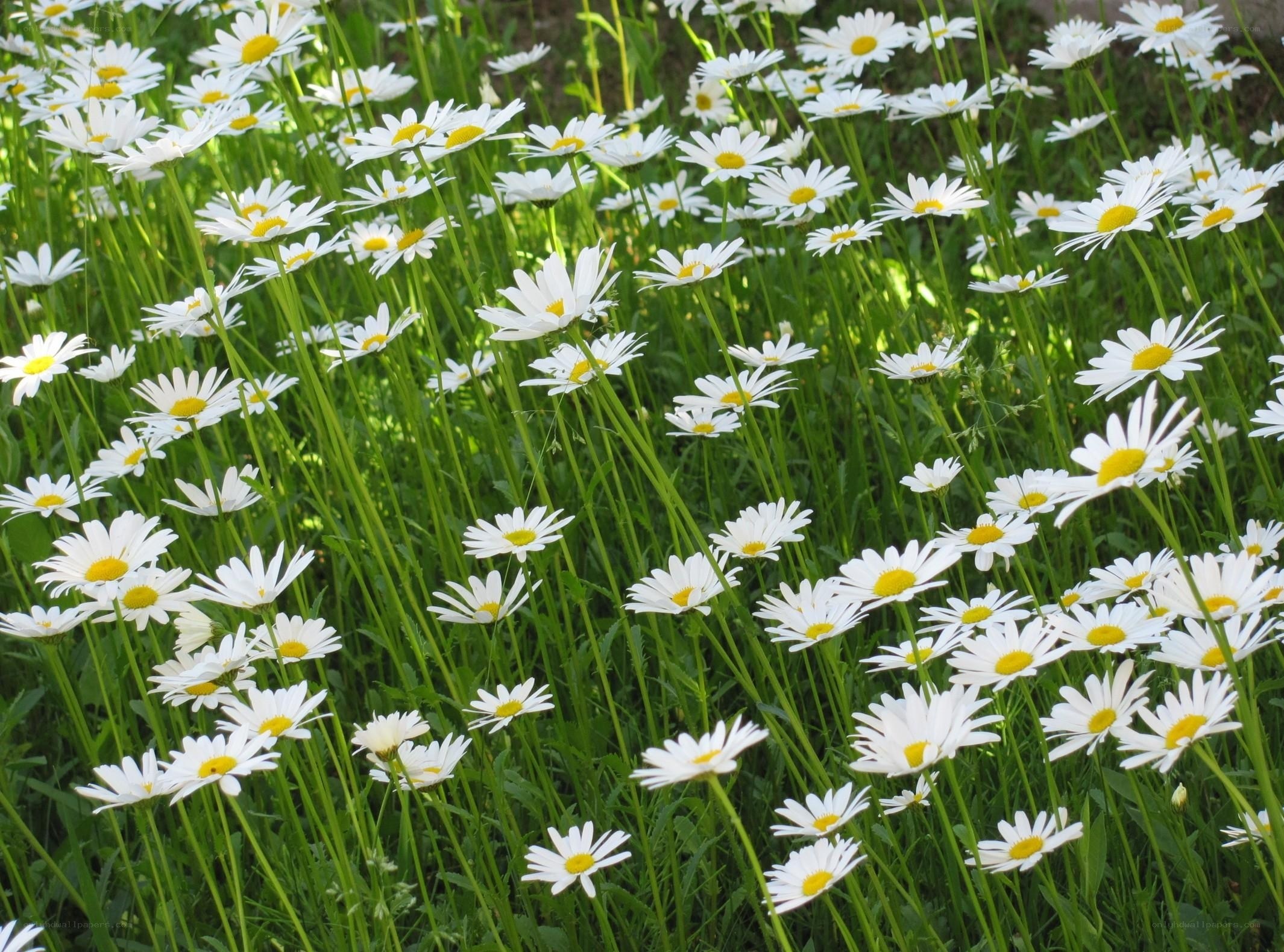 Daisies in a sunny field