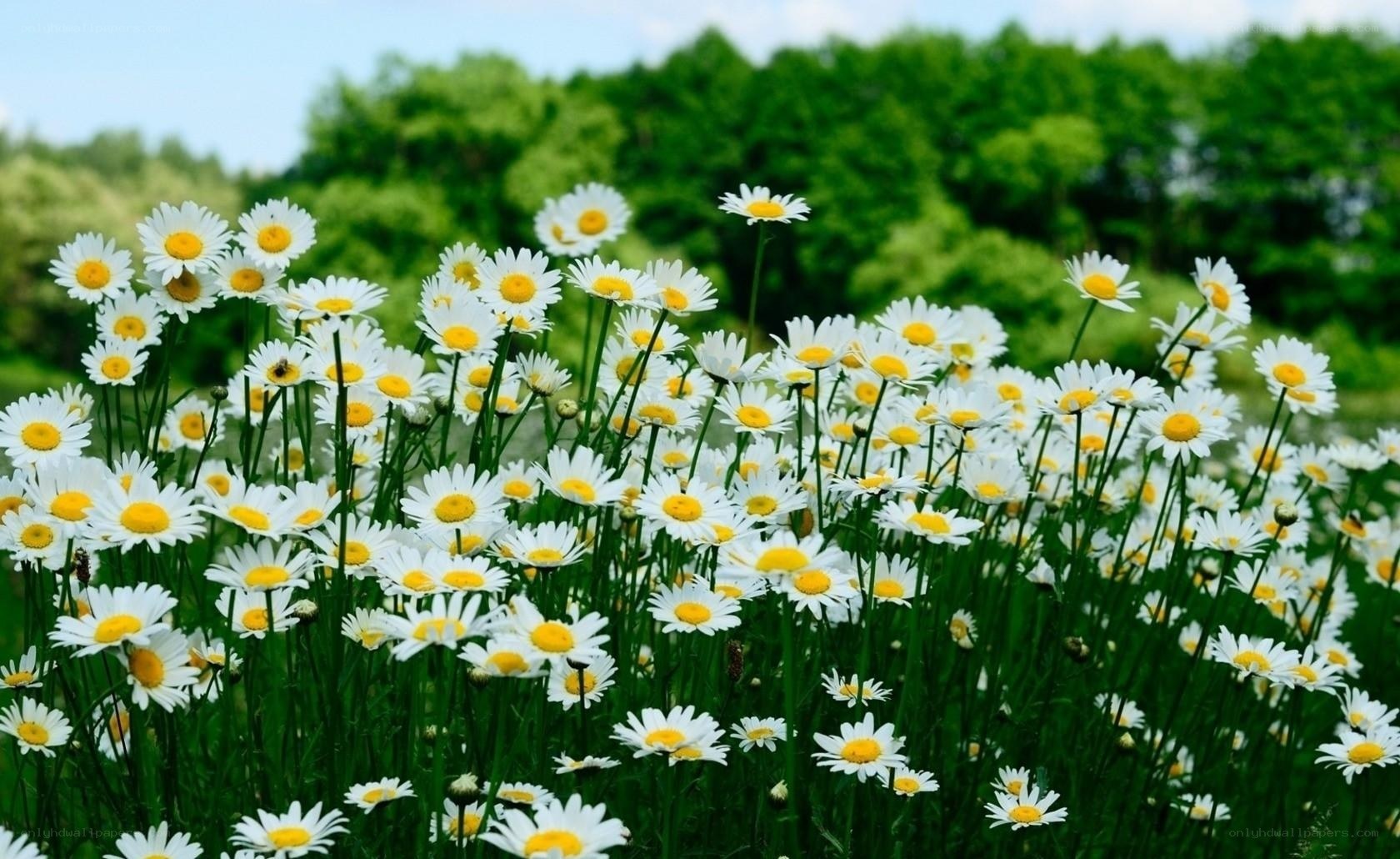 Daisies in a sunny field