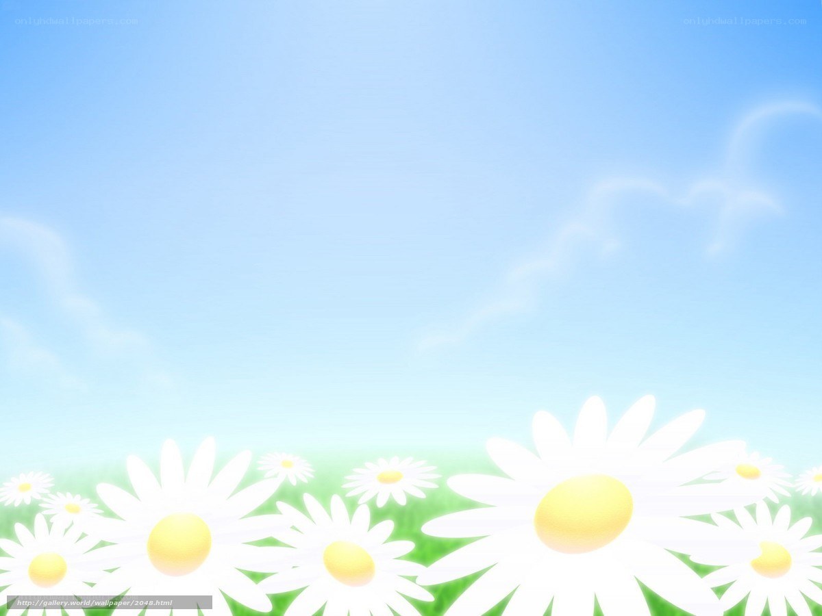 daisies in a sunny field