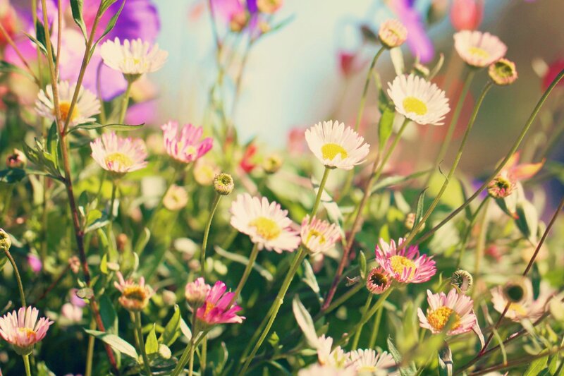 daisies in a sunny garden