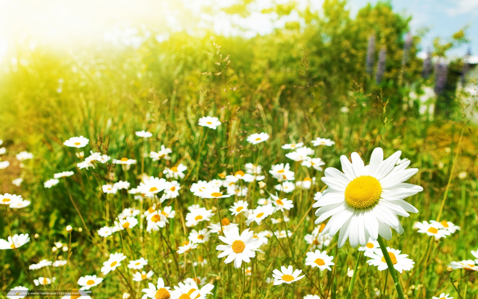 Daisies in a sunny meadow
