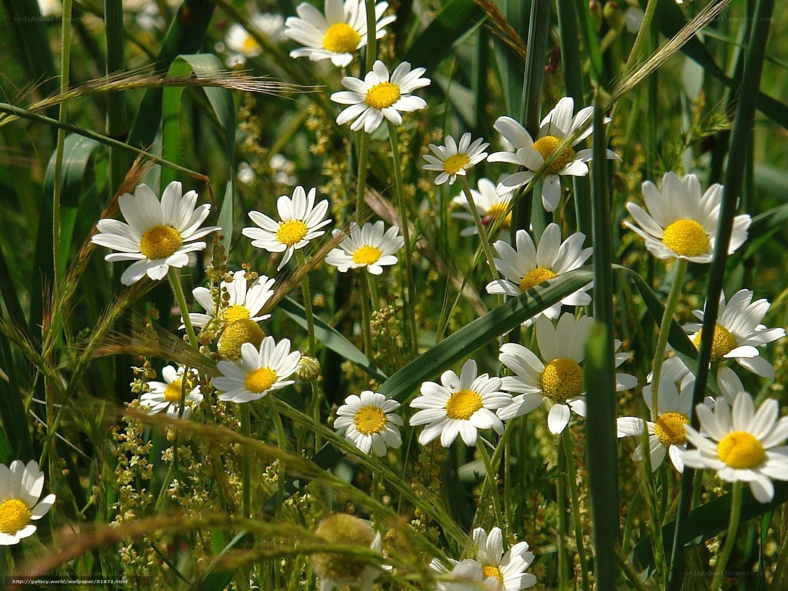Daisies in a sunny meadow