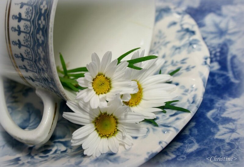 Daisies in a Teacup