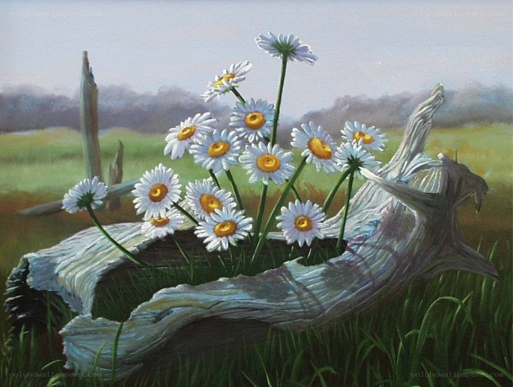 Daisies in a tree stump