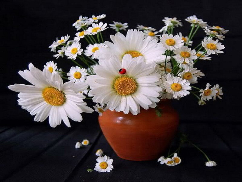 daisies in a vase