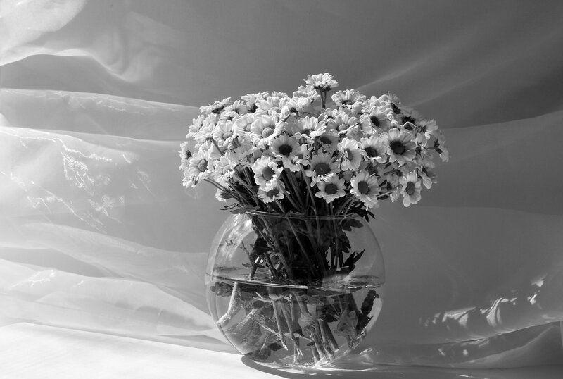 Daisies in a Vase — Black, Serene