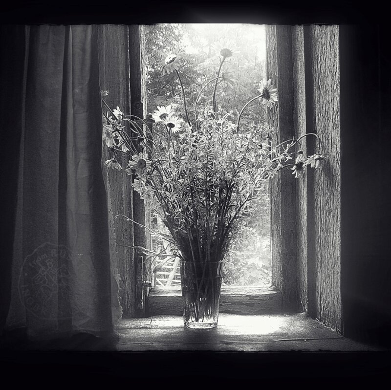 Daisies in a Vase — Black