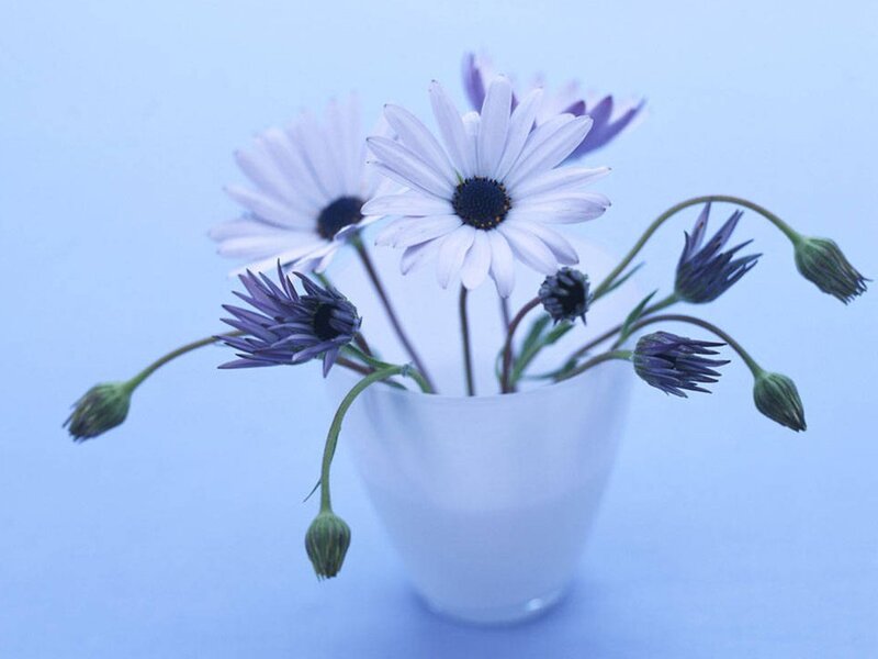 Daisies in a Vase — Blue, Calm