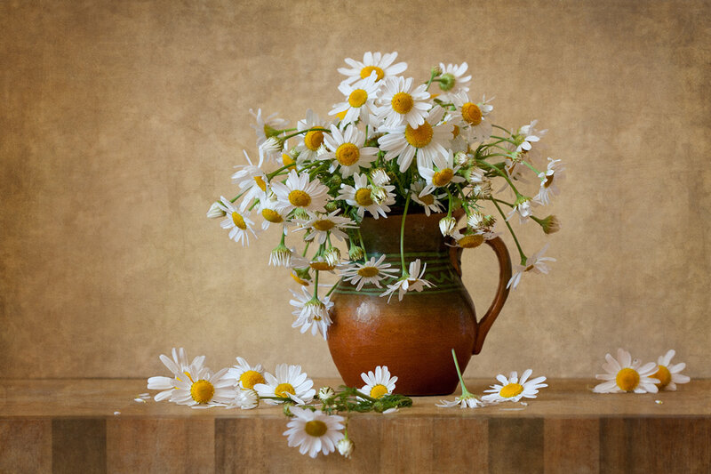 Daisies in a Vase — Brown, Calm, Photograph, Table