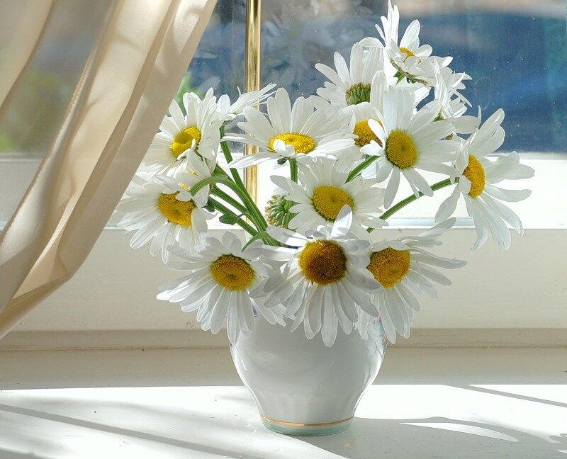 daisies in a vase by the window