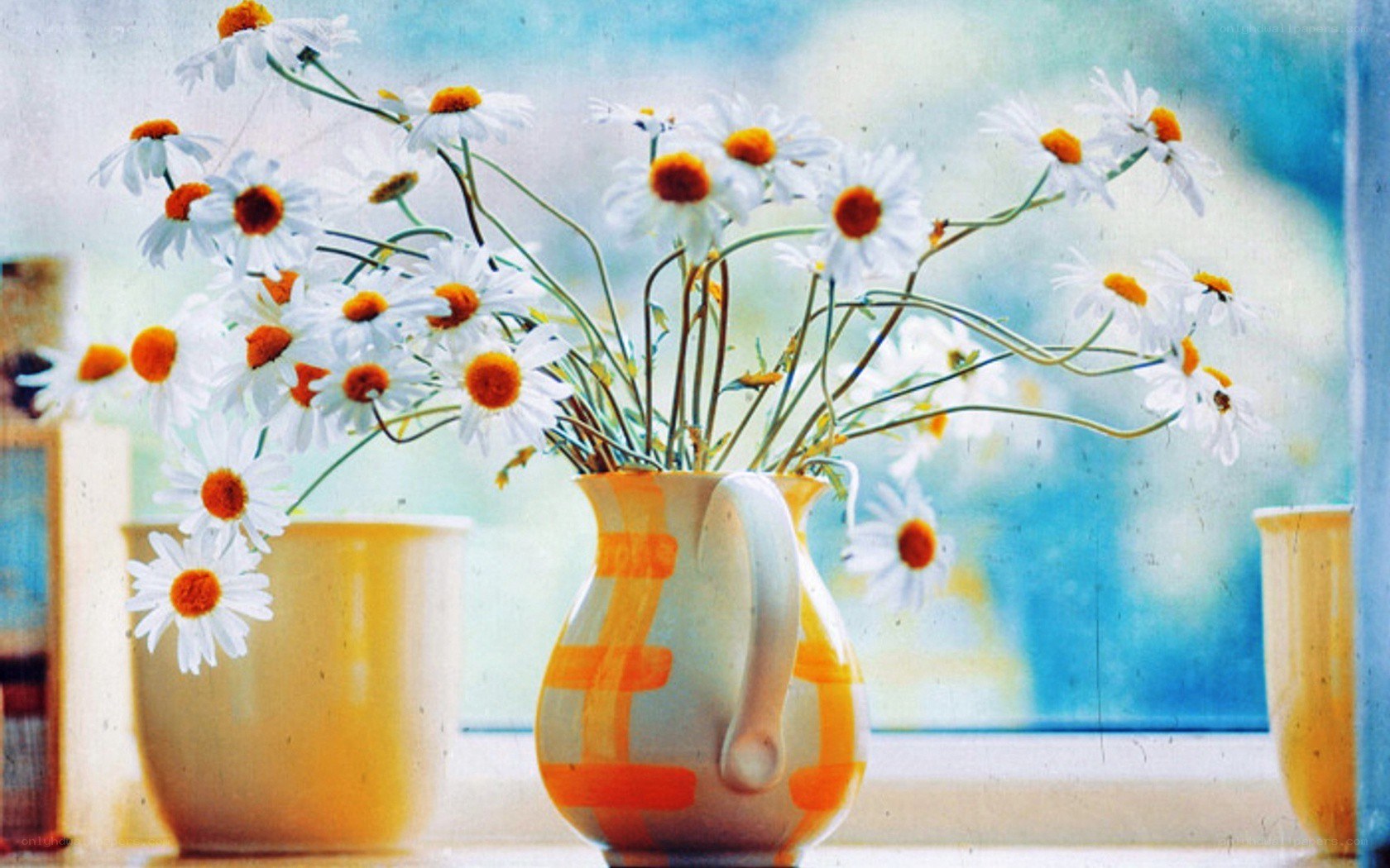 daisies in a vase by window