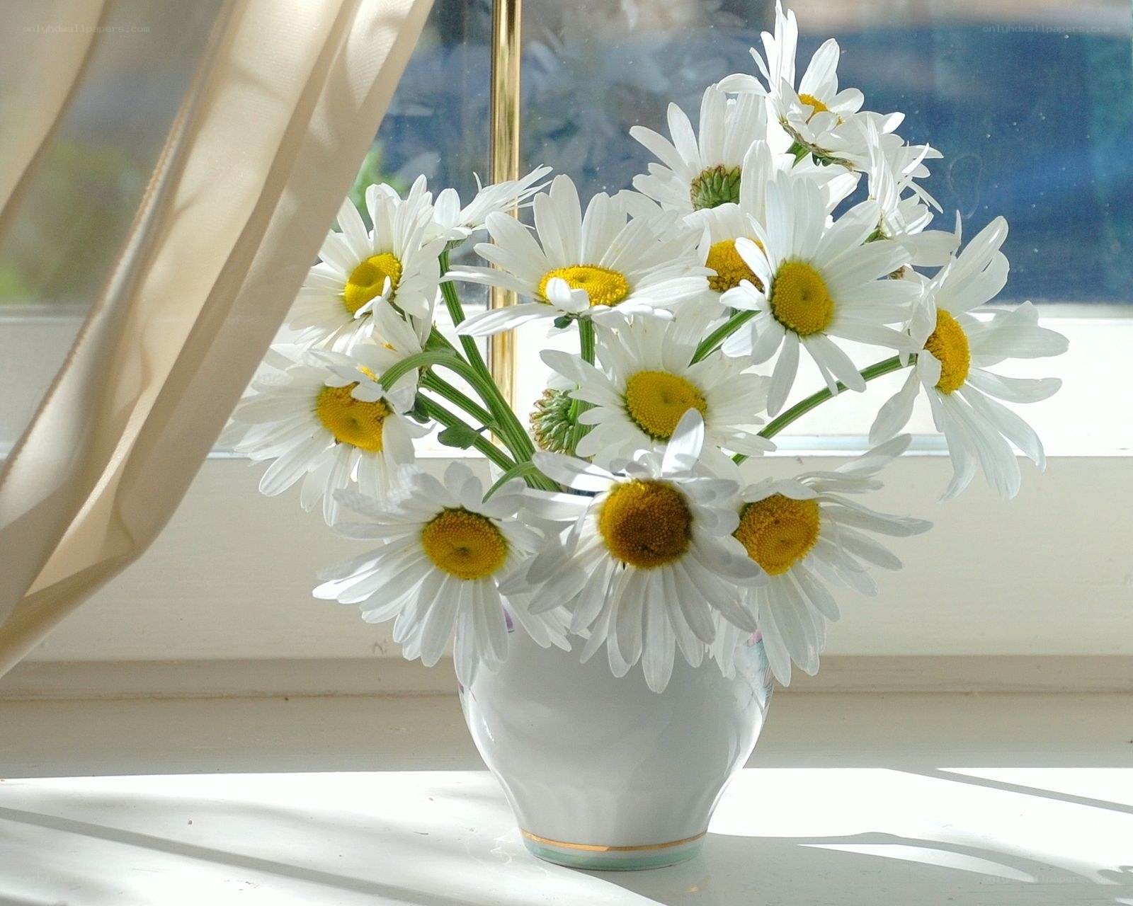 Daisies in a vase by window