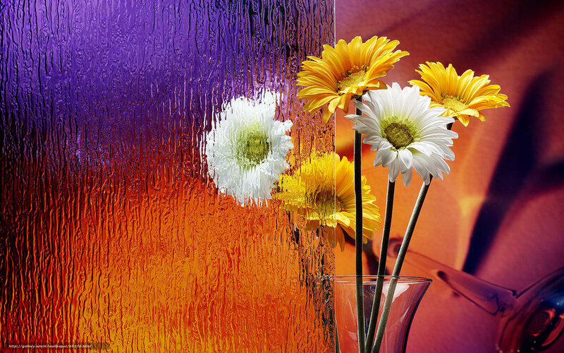 Daisies in a Vase — Purple, Colorful, Photograph, Flowers