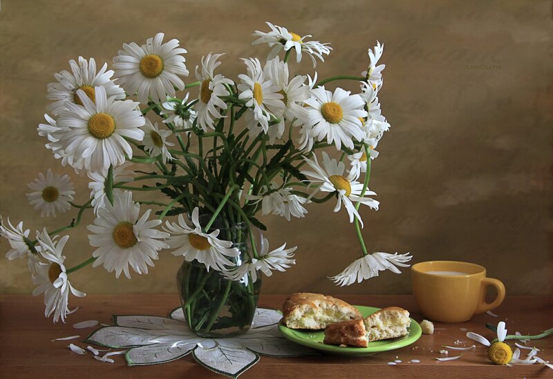 Daisies in a Vase — White, Calm, Morning