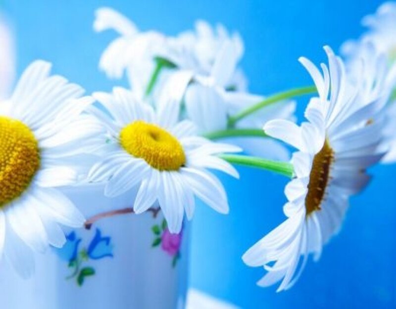 Daisies in a Vase — White, Calm, Photograph, Flowers, Blue Background