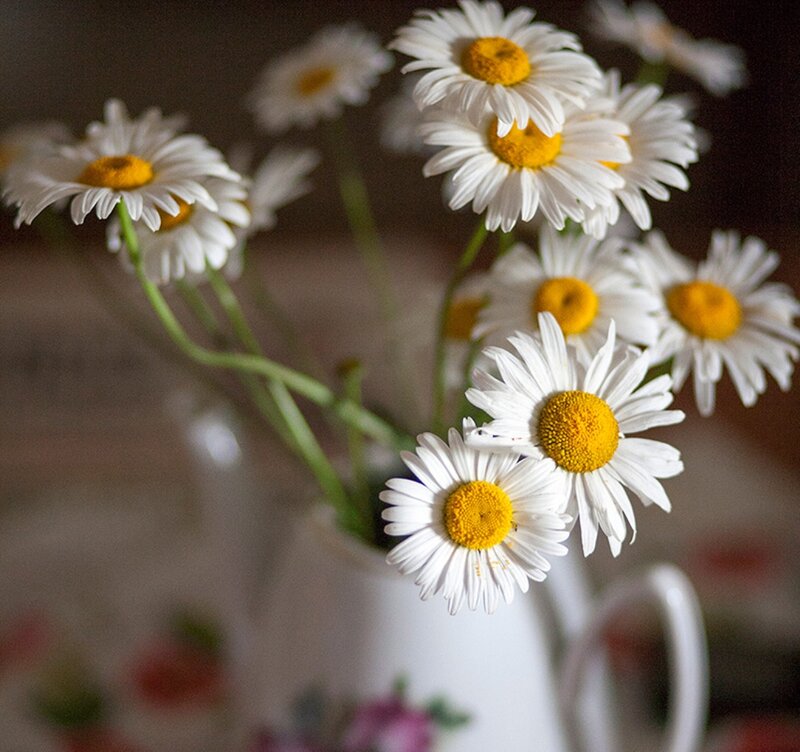 Daisies in a Vase — White, Calm, Photograph, Flowers, Table