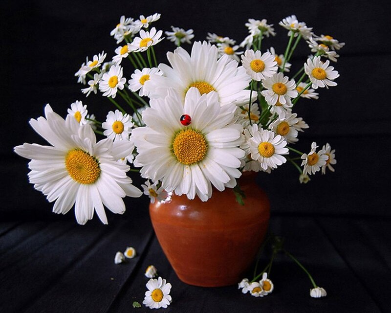 Daisies in a Vase — White, Calm, Photograph, Ladybug, Black Background