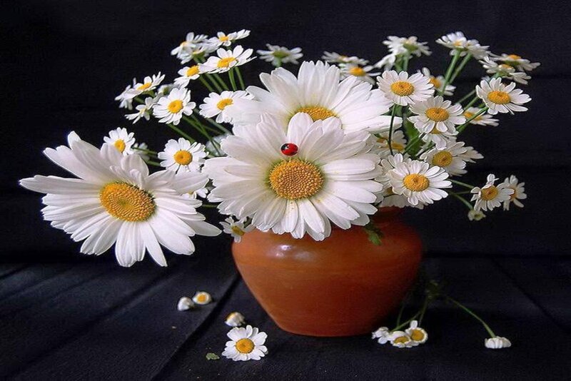 Daisies in a Vase — White, Calm, Photograph, Ladybug