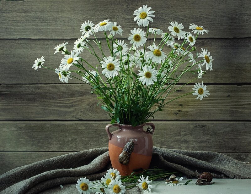 Daisies in a Vase — White, Calm, Photograph, Snails