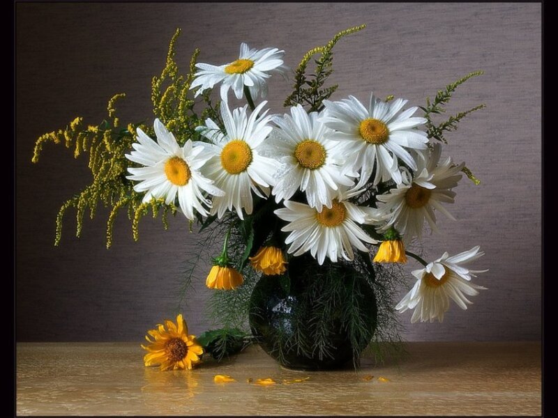Daisies in a Vase — White, Calm, Photograph, Table, Flowers