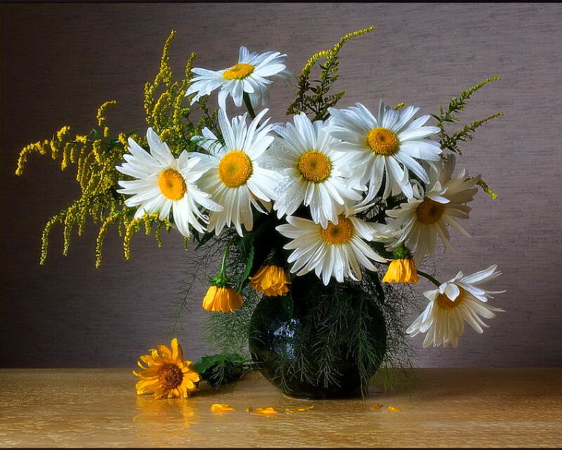 Daisies in a Vase — White, Calm, Photograph, Table, Sunflower
