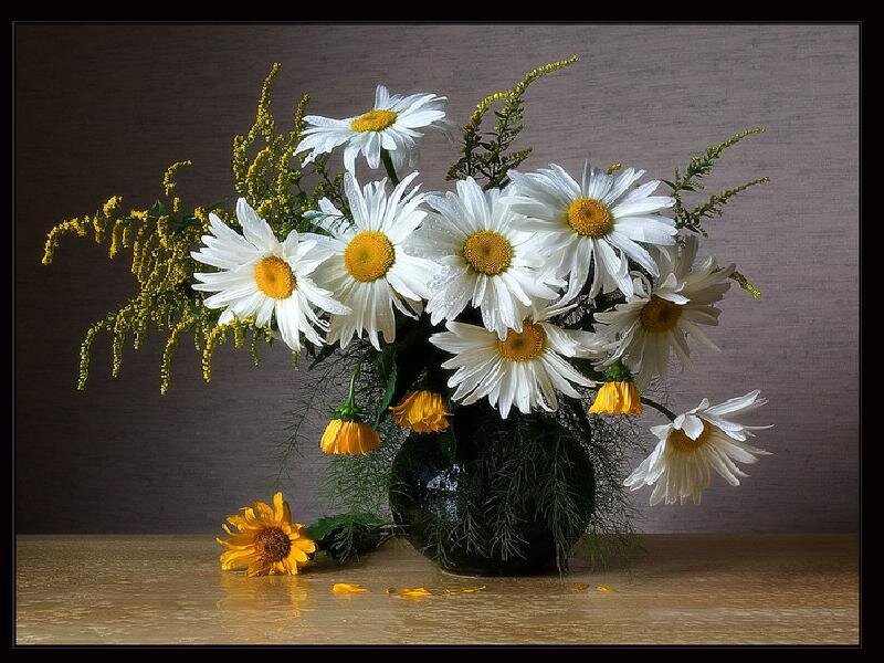 Daisies in a Vase — White, Calm, Photograph, Table, Sunflower, Yellow, Green