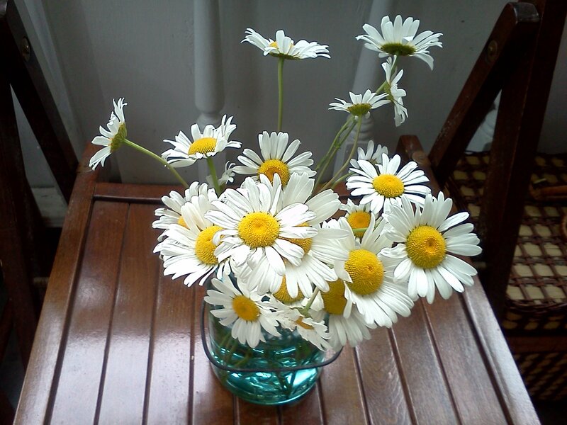 Daisies in a Vase — White, Calm, Photograph, Table
