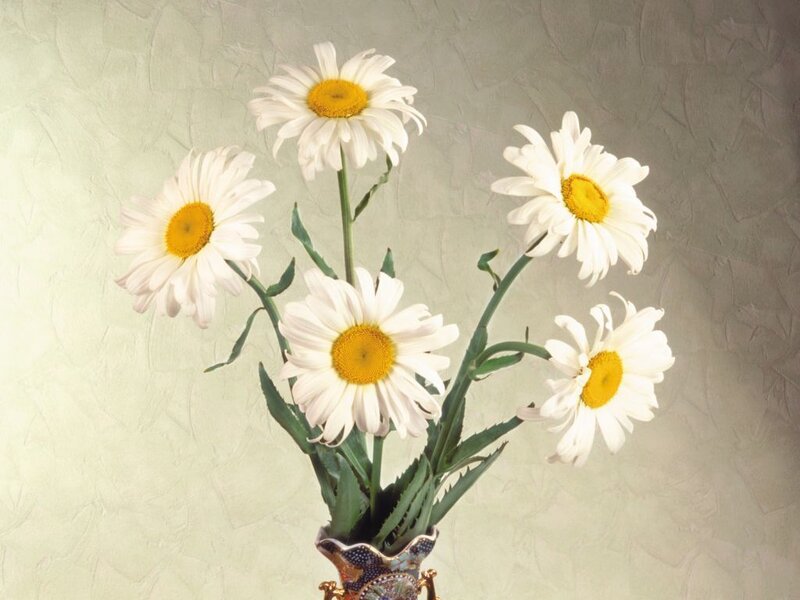 Daisies in a Vase — White, Calm, Photograph
