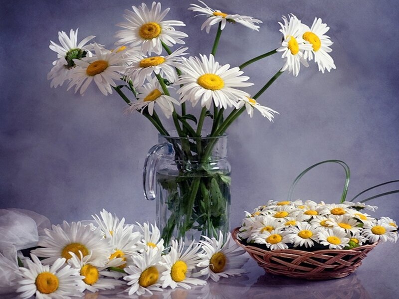 Daisies in a Vase — White, Calm