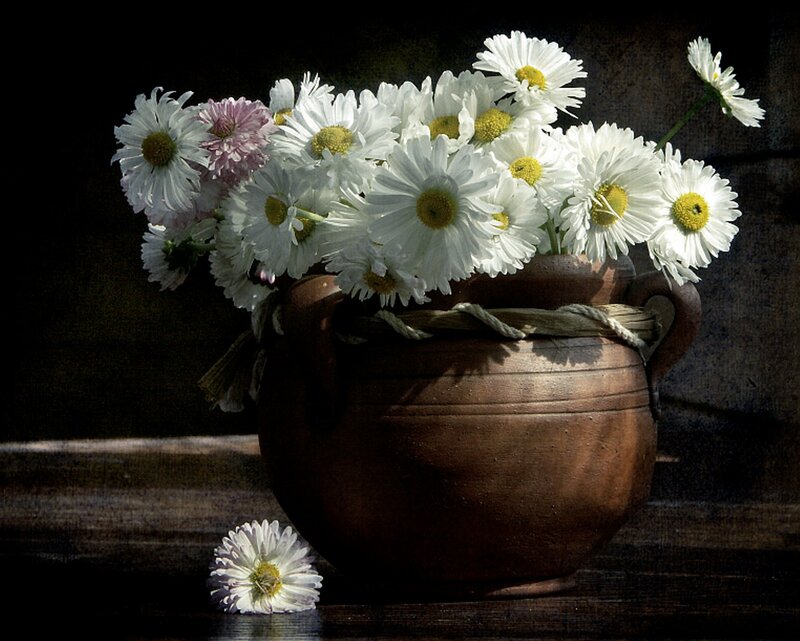 Daisies in a Vase — White, Dramatic, Photograph