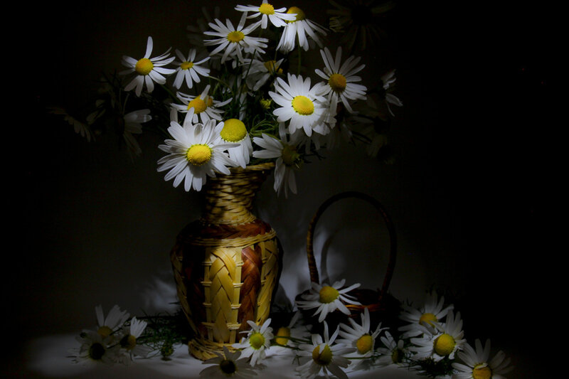 Daisies in a Vase — White, Dramatic